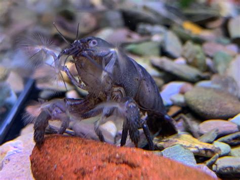  Armadillo Shrimp: This Armoured Crusader Conquerer Lives in Sandy Burrowing Havens!