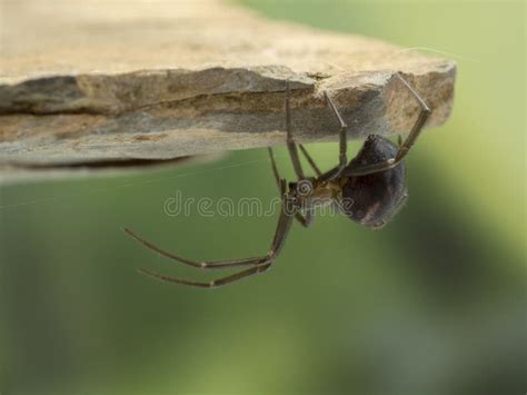  Quinquelaria: A Many-Legged Wonder Lurking Beneath Your Feet!