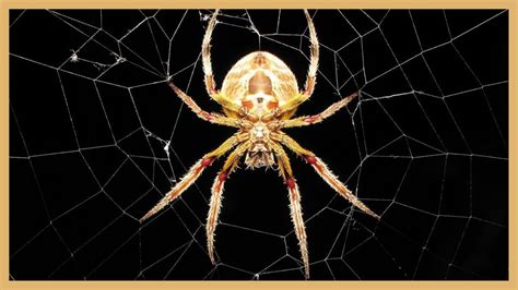  Araneus - Mistrz kamuflażu, który przędzie sieci niczym architektura w miniaturze!