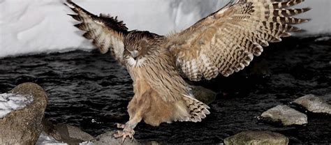  Blakiston's Fish Owl:  Discover a Powerful Raptor That Prefers Cold Water Rivers and Snowy Forests!