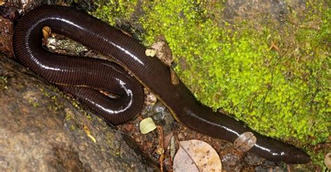  Caecilian: A Creature That Looks Like a Snake but Lives Underground!