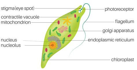  Euglena – Ten Delikatny Przodek Roślin Mieszka Wody I Potrafi Słońce Wychwytywać!