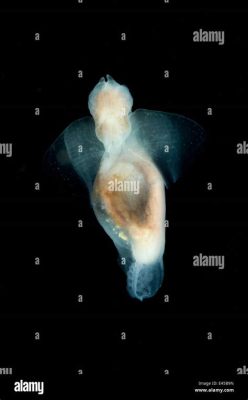  Limacina!  A Curious Gastropod Embarking on Epic Journeys through Oceanic Depths