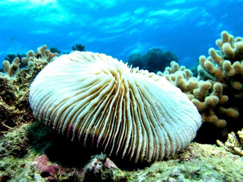  Mushroom Coral: Its Striking Appearance Conceals an Ancient Underwater Symphony!