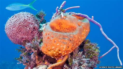 Oceanella! A Tiny Sponge that Makes Its Home in the Ocean Depths