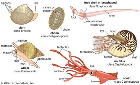  Queenscowry! A Marvelous Shell-Dwelling Mollusc Embracing Both Filter Feeding and Burrowing Habits