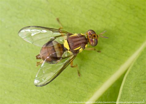  Questing for Knowledge: Discovering the Fascinating World of the Queensland Fruit Fly!