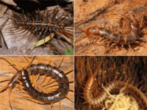 Quick-Fingered Centipedes: A Deep Dive into Their Hidden World! 