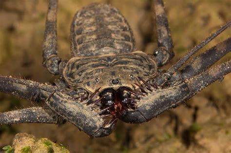  Whipscorpion!  A Many-Legged Marvel Lurking In the Shadows