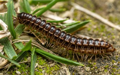  Wiry Worm: Discover the Hidden World of Millipedes, Creatures That Are More Legs Than Body!