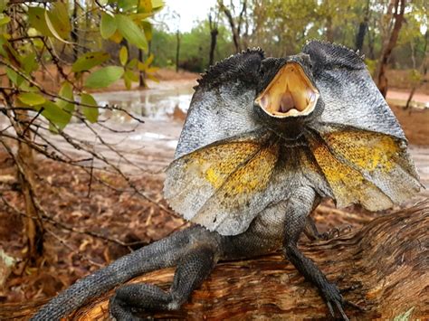 Xenosaur! Ten Zaskakujący Gad Przyciąga Spojrzenia Swoim Unikalnym Wyglądem i Niespotykanym Trybem Życia