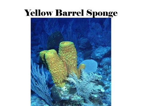  Yellow Barrel Sponge!  A Vibrant Sponge With Remarkable Filtering Capabilities And A Strikingly Yellow Appearance