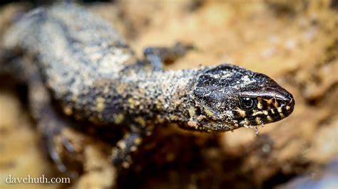 Yellow-spotted Lizard – Cold-blooded Connoisseur or Sunshine Seeker with Ancient Ancestry?