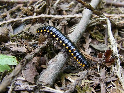  Yellow-Spotted Millipede:  Discover This Colorful Creature Hiding in Your Backyard!